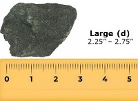 large specimen